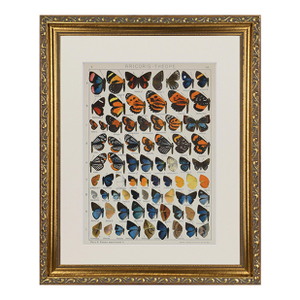 Antique Early 20th Century Butterfly Print
