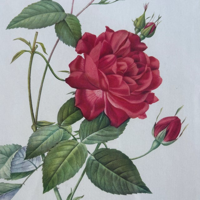 Beautiful print of a single rose. Langlois Sculp. Special matte and frame.