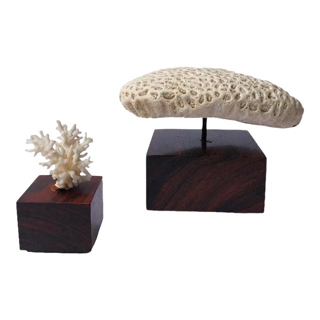 1970s Mounted Coral Fossil Specimens- Set of 2 For Sale