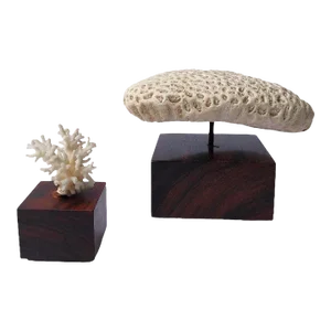 1970s Mounted Coral Fossil Specimens- Set of 2