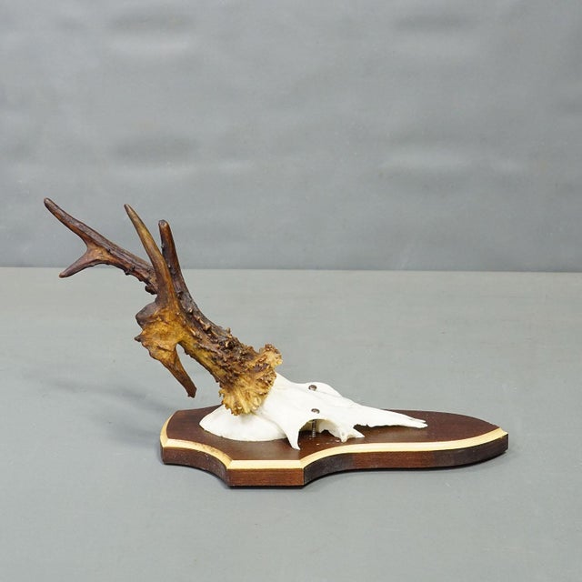 Vintage Set of Six Roe Deer Trophies on Wooden Plaques Germany ca.1950/1960s For Sale - Image 6 of 8