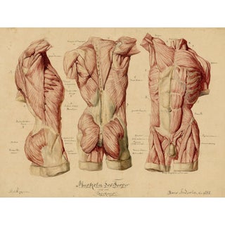 Johann Anderla, Anatomical Study of Muscles of the Torso & Pelvis, 1888, Watercolor For Sale