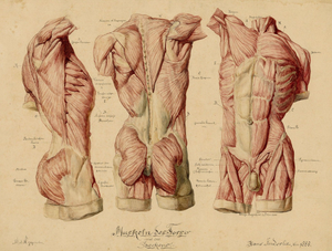 Johann Anderla, Anatomical Study of Muscles of the Torso & Pelvis, 1888, Watercolor