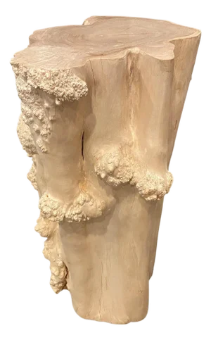 Andrianna Shamaris Rare Bleached Teak Root Pedestal