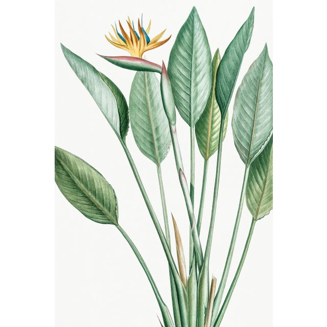 Paper Bird of Paradise Illustration, Vintage Botanical Art Print Reproduction, 40" X 60" For Sale - Image 7 of 11