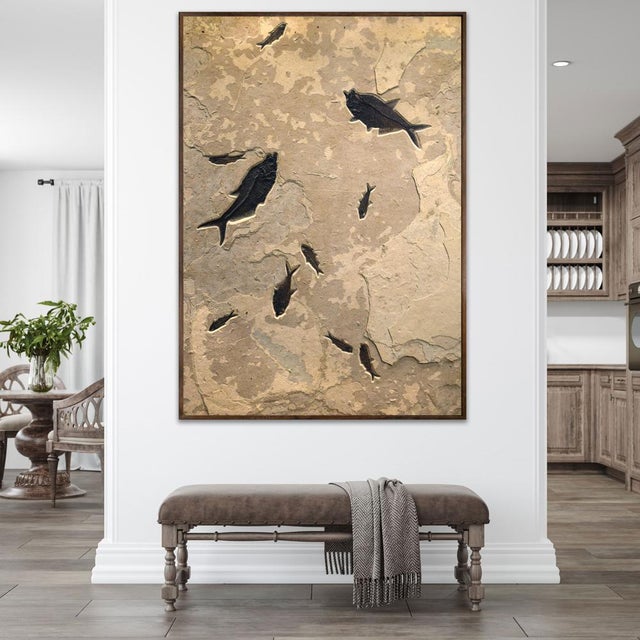 This large-scale fossil fish mural presents three Diplomystus dentatus and four Knightia eocaena in a dynamic composition....