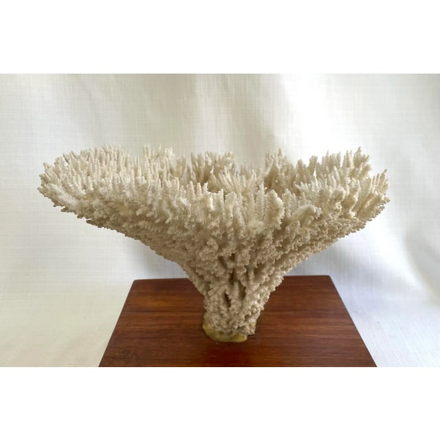 Vintage White Table Coral Specimen For Sale - Image 4 of 12