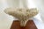 Vintage White Table Coral Specimen For Sale - Image 4 of 12