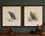 Title: pair of majestic british eagle photogravures by l. M. Medland, 1908 : a striking pair of original antique bird-of-...