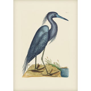 Mark Catesby Reproduction of Little Blue Heron, Plate 76 For Sale