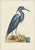 Mark Catesby Reproduction of Little Blue Heron, Plate 76 For Sale