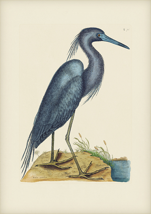 Mark Catesby Reproduction of Little Blue Heron, Plate 76