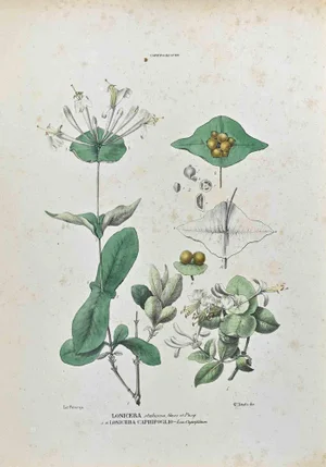 Vincenzo Tenore, The Caprifoliacee, Lithograph, 1870s