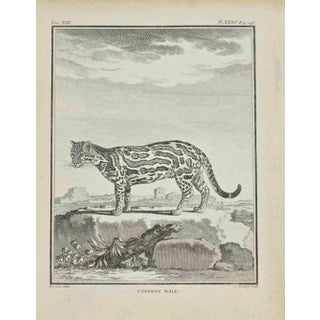 Jean Charles Baquoy, L'Ocelot, Etching, 1771 For Sale