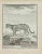 Jean Charles Baquoy, L'Ocelot, Etching, 1771 For Sale