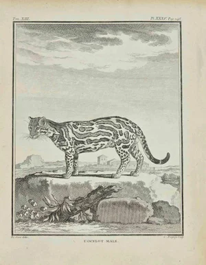 Jean Charles Baquoy, L'Ocelot, Etching, 1771