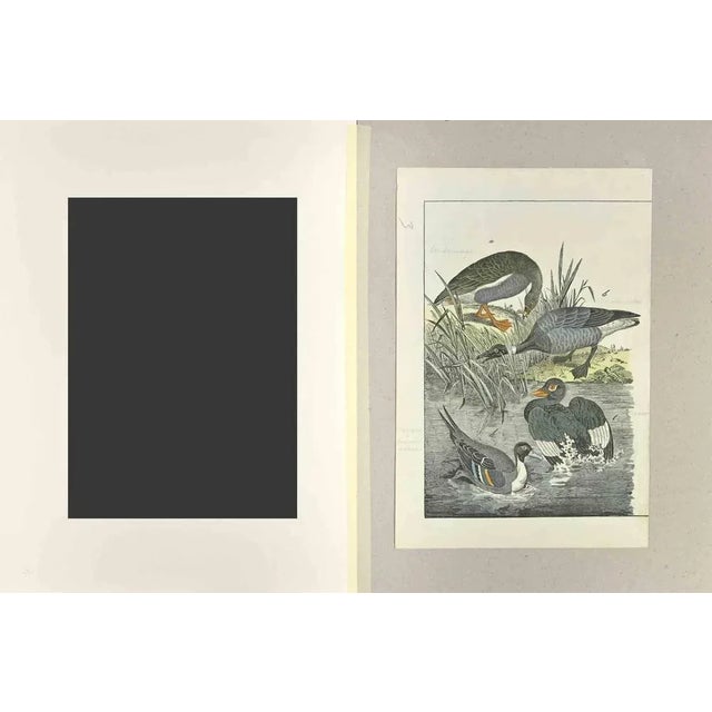 Wild Goose is an Etching hand colored realized by Gotthilf Heinrich von Schubert - Johann Friedrich Naumann, Illustration...