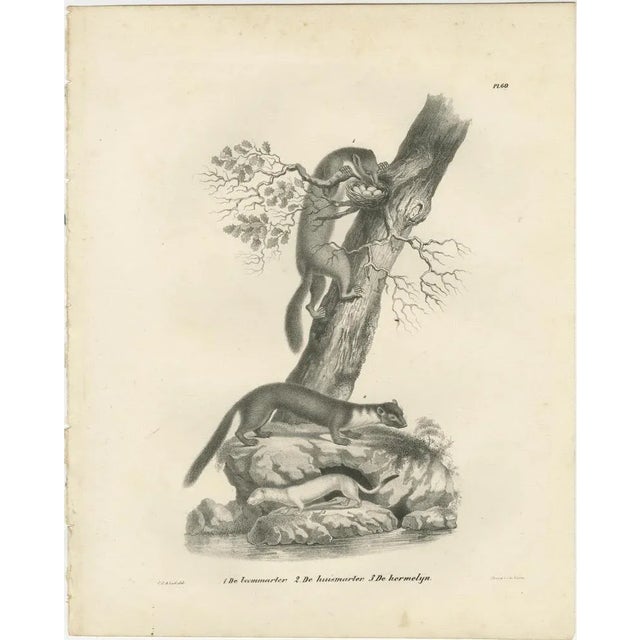 C.C. G. Zool., Pine Marten, Beech Marten, and Ermine in Nature, 1836, Lithograph For Sale - Image 7 of 10