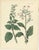 Calwer, Botanical Plates of Technical Plants, 1854, Prints, Set of 12 For Sale - Image 3 of 15
