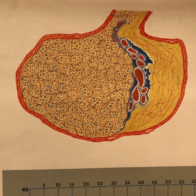 Wood Mid 20th Century German Anatomical Educational Endocrine System Chart For Sale - Image 7 of 12