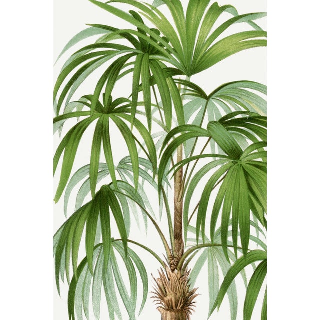 Vintage botanical artwork reproduced (1878) and refined for modern printing. Featuring an elegant palm tree illustration...