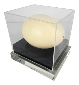 Lucite Display Case With Ostrich Egg