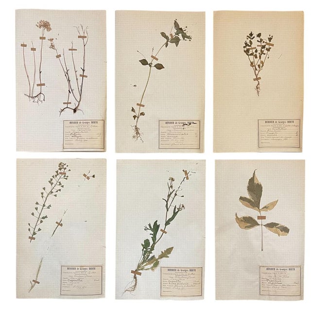 Lot 90 Herbarium Boards Vintage Plant and Flower Decoration by George Bert, France 1940', 1940, Grass For Sale - Image 16 of 18