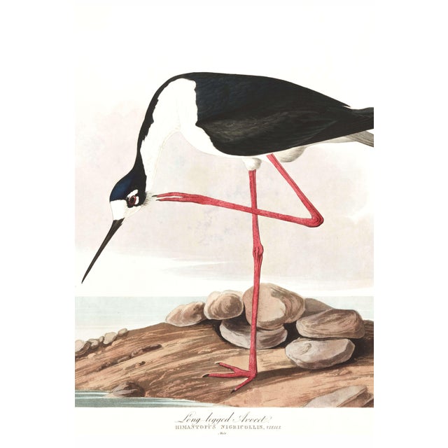 Long-Legged Avocet, Museum Style Audubon Bird Print, 48" X 32" For Sale - Image 4 of 11