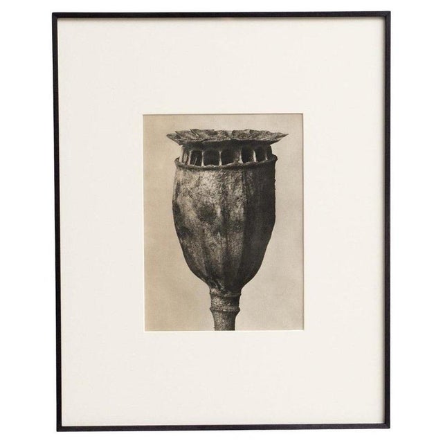 Karl Blossfeldt — Framed Photogravure: Natural Grace, 1942 A striking Karl Blossfeldt photogravure from the 1942 edition...