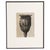 Karl Blossfeldt — Framed Photogravure: Natural Grace, 1942 A striking Karl Blossfeldt photogravure from the 1942 edition...