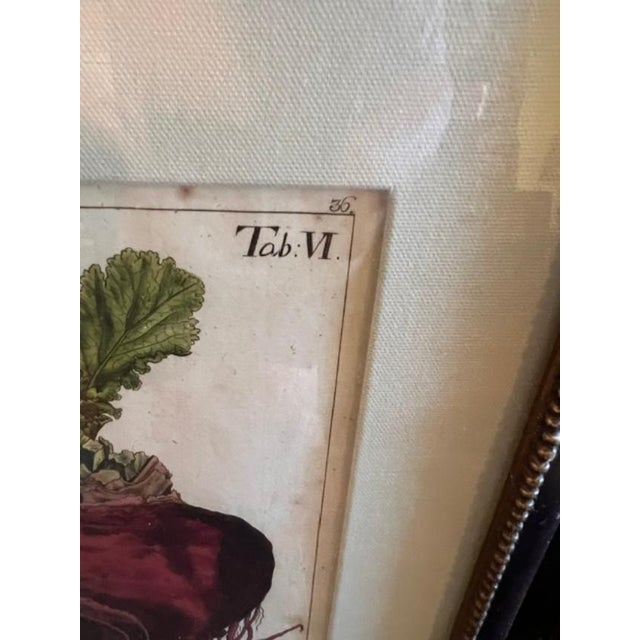 Illustration Antique Beet Botanical Print For Sale - Image 3 of 3
