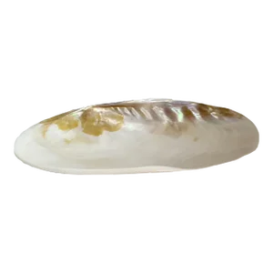 Mid Century Footed Clam Shell Trinket Dish