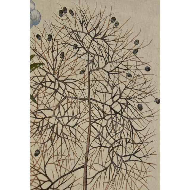 Green Flowering Pomegranate & Rock Rose: A 17th C. Besler Hand-Colored Engraving, 1640 For Sale - Image 8 of 9