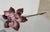 Enamel flowers with moving petals in three tiers. Lovely mauve/pink color on a thorny brass long stem (removable and...
