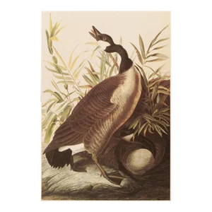 1966 Vintage Cottage Print "Canada Goose" After John James Audubon