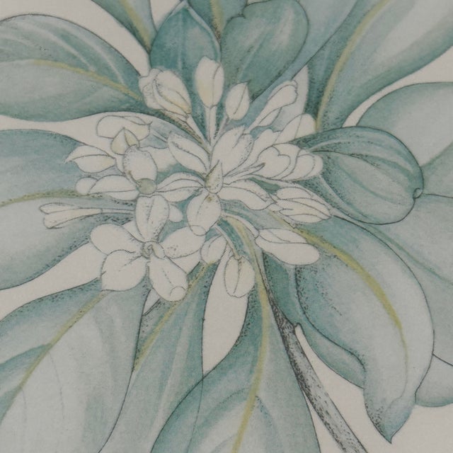 Margot Weemaes 1981 Pittosporum Tobira Botanical Portfolio Print For Sale - Image 9 of 12