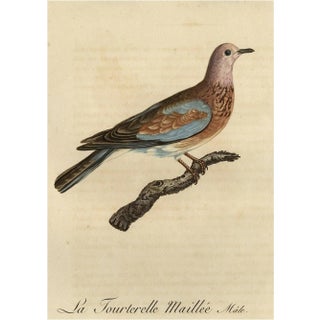 Male Laughing Dove, 1803, Print For Sale