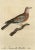 Male Laughing Dove, 1803, Print For Sale