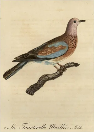 Male Laughing Dove, 1803, Print