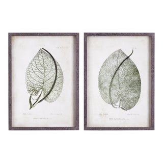 Cordate Leaf Study, Set Of 2 For Sale