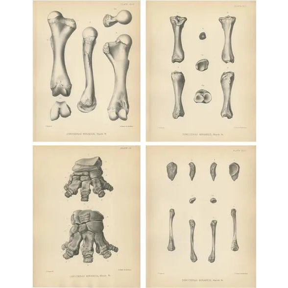 Marsh, Paleontology Illustrations of a Dinoceras Mirabile, 1886, Prints, Set of 4 For Sale