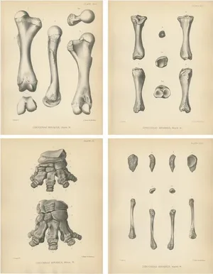 Marsh, Paleontology Illustrations of a Dinoceras Mirabile, 1886, Prints, Set of 4