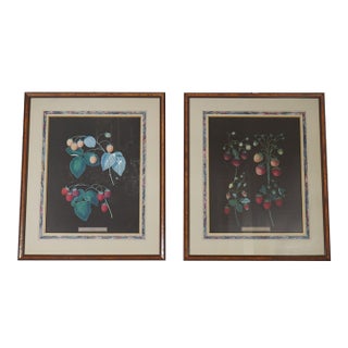 1960s Pair of Berry Prints by George Brookshaw For Sale