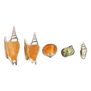 Il Mastro Argentiere Italian Silvered Shells, 5 For Sale