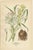 Edward Step, Ixiolirion, Tuberose & Aspidistra, 1897, Chromolithographs, Set of 3 For Sale - Image 3 of 10