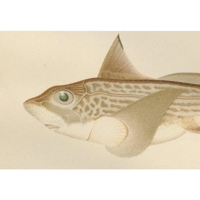 Scandinavian Sturgeon and Chimaera Lithograph from Pisces Scandinaviae Series : This exquisite lithograph from the Pisces...