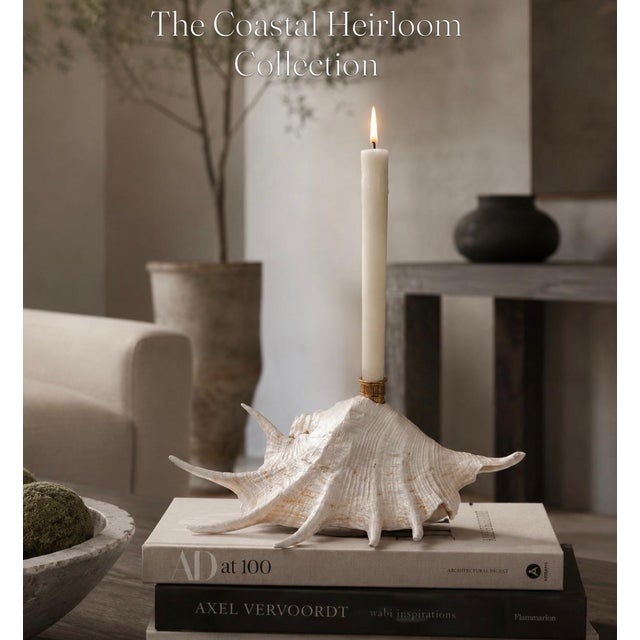 Ivory Extra Large Coastal Heirloom Spider Conch Shell Candlestick Holder | Brass Candle Cup | Organic Modern Coastal Decor For Sale - Image 8 of 8