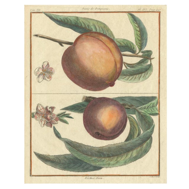 Poiteau and Turpin, Illustrations of Apples, Pears and Peaches, Engravings, 1820, Set of 3 For Sale - Image 4 of 5