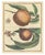 Poiteau and Turpin, Illustrations of Apples, Pears and Peaches, Engravings, 1820, Set of 3 For Sale - Image 4 of 5