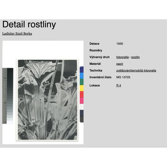 Modern L. E. Berka, Close-Up of a Plant, 1930, Signed Gelatin Silver Print For Sale - Image 3 of 7